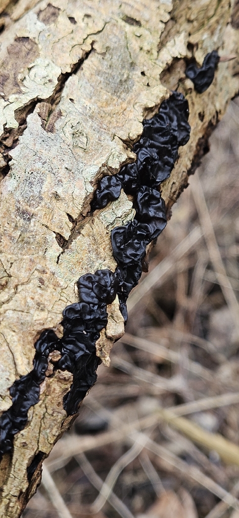 Exidia nigricans · February 2026 · photo: © run4 (iNaturalist, cc-by)
