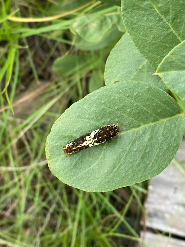 Papilio demoleus