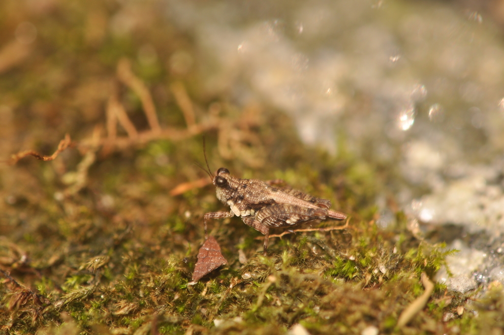 Pseudosystolederus follvikae