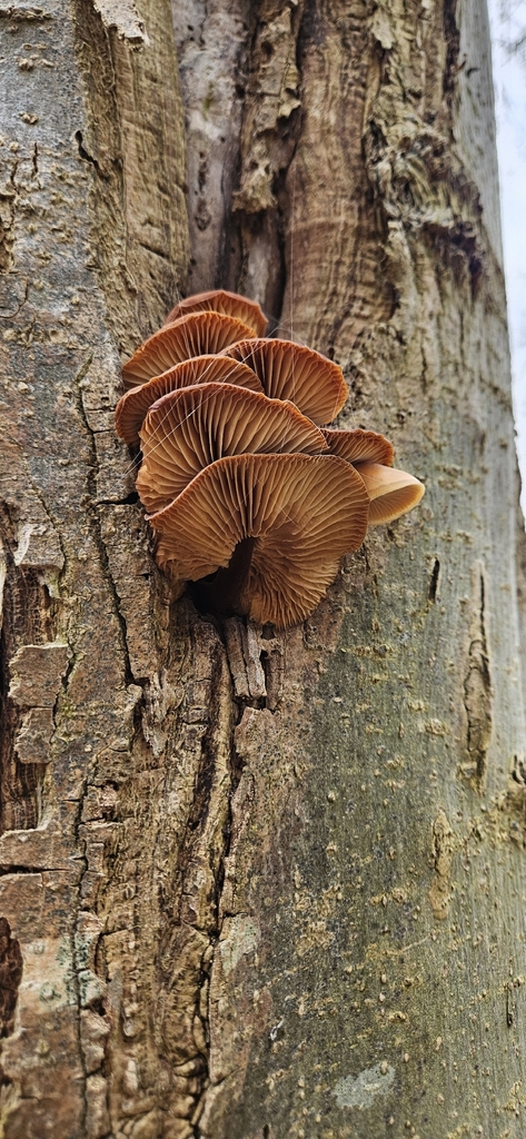 Flammulina · February 2026 · photo: © run4 (iNaturalist, cc-by)