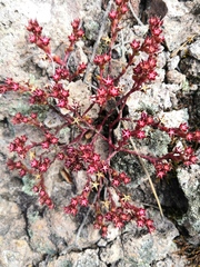 Sedum vinicolor