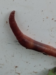 Lumbricus terrestris