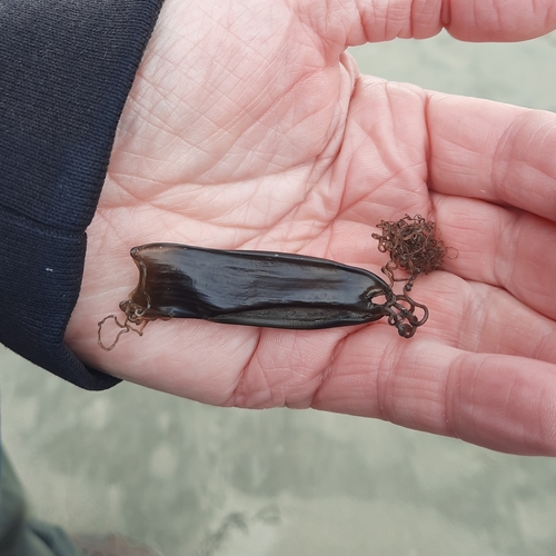 Scyliorhinus canicula