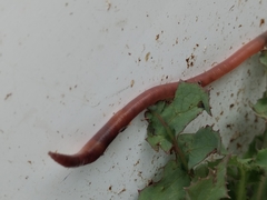 Lumbricus terrestris