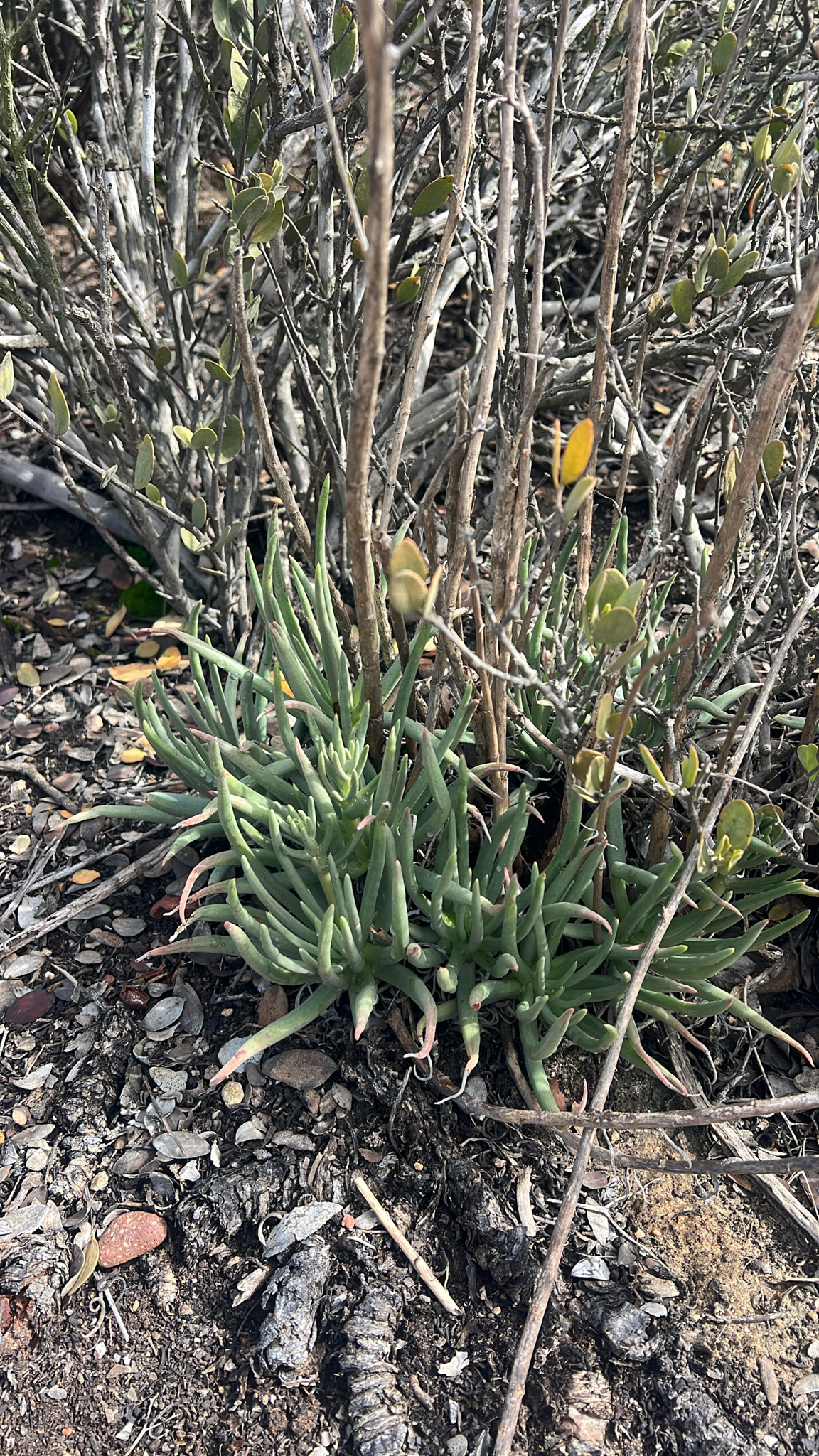 Imagem de Dudleya edulis
