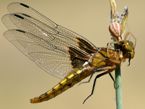 Runcinia grammica, photo 6 of 7