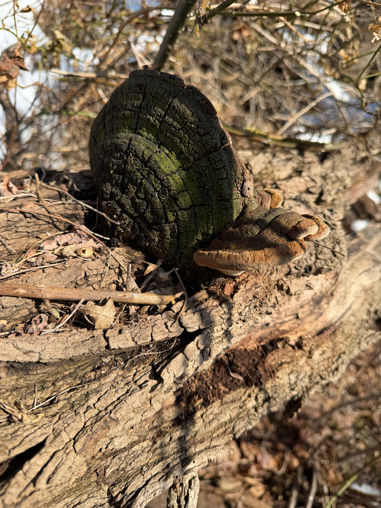 Fulvifomes robiniae · February 2026 · photo: © betsyyyy (iNaturalist, cc-by-nc)
