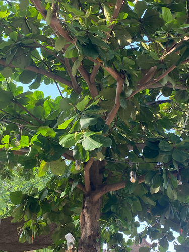 Terminalia catappa