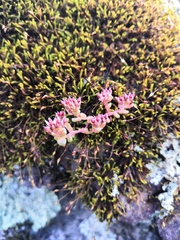Sedum vinicolor