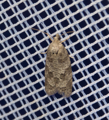Cnephasia incertana