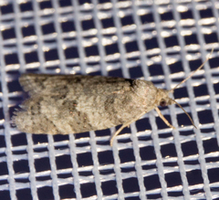 Cnephasia incertana