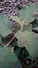 Solanum