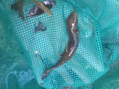 Necturus beyeri