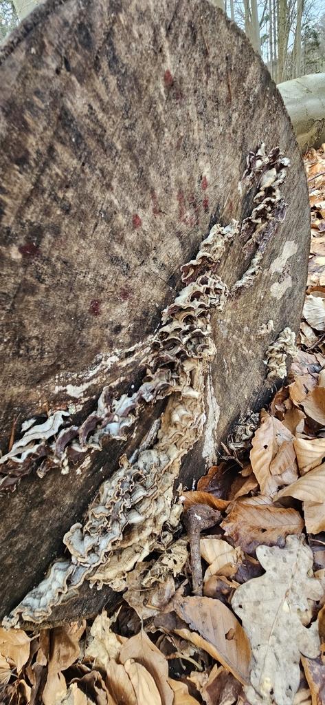 Chondrostereum purpureum · February 2026 · photo: © run4 (iNaturalist, cc-by)