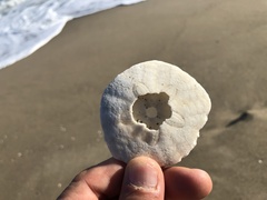 Scaphechinus mirabilis