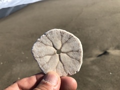 Scaphechinus mirabilis