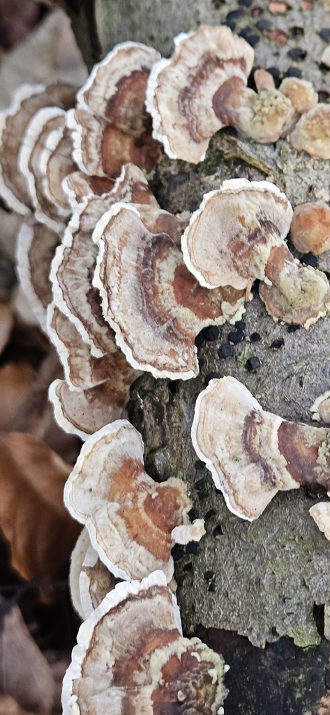 Trametes ochracea · February 2026 · photo: © run4 (iNaturalist, cc-by)