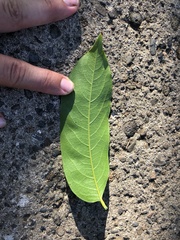 Dysoxylum mollissimum