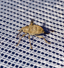 Curculio venosus