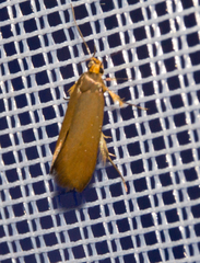 Crassa unitella