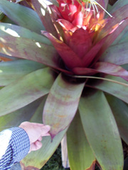 Alcantarea imperialis