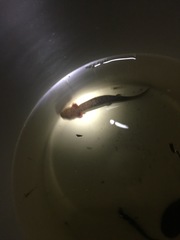Necturus beyeri