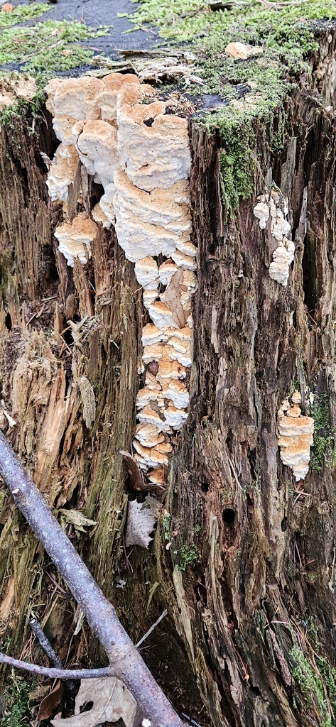 Fomitopsis serialis · February 2026 · photo: © run4 (iNaturalist, cc-by)