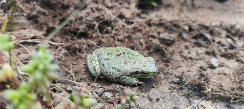 Sardinian Tree Frog, 09090 Morgongiori, Oristano, Italië, photo 7 of 10