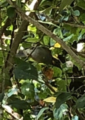 Foulehaio taviunensis