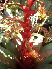 Alcantarea imperialis