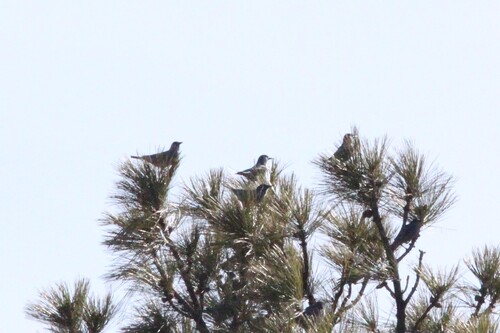 Pinyon Jay (Gymnorhinus cyanocephalus), photo 7