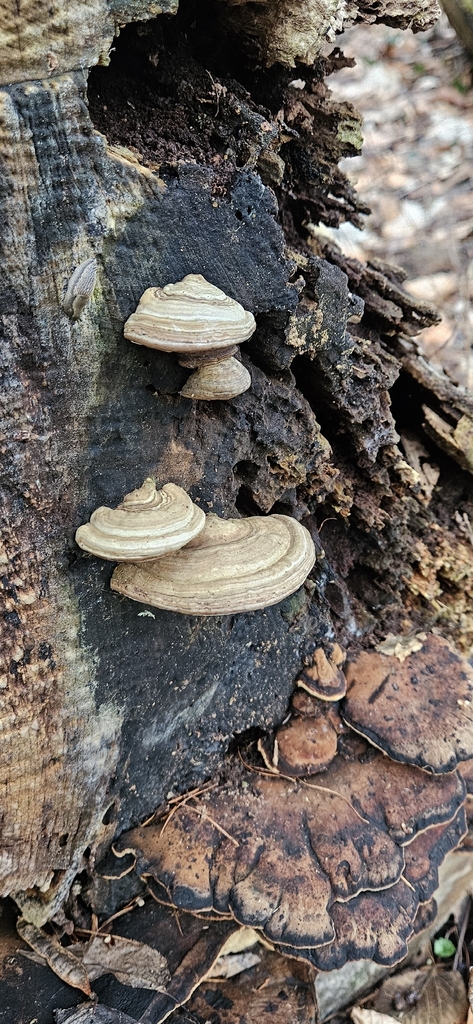 Ganoderma applanatum · February 2026 · photo: © run4 (iNaturalist, cc-by)
