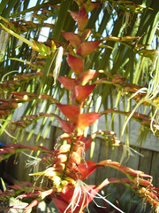 Alcantarea imperialis