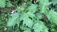 Urera laciniata, photograph (c) lchaney, some rights reserved (CC BY)