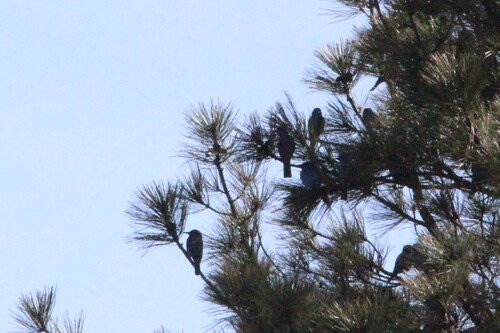 Pinyon Jay (Gymnorhinus cyanocephalus), photo 6