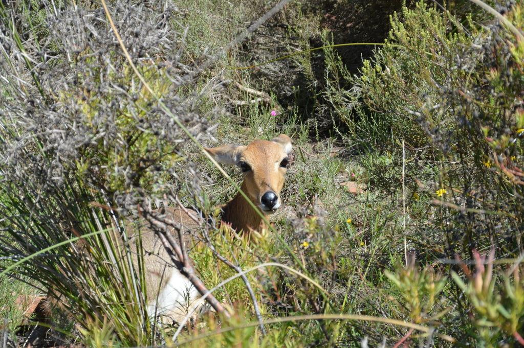 Redunca fulvorufula, Sarah Baartman District Municipality, South Africa, by andrew-higgs