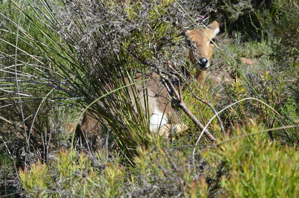Redunca fulvorufula, Sarah Baartman District Municipality, South Africa, by andrew-higgs