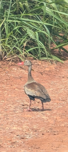 Black-bellied Whistling-Duck