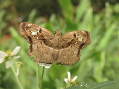 Quadrus lugubris