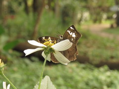Quadrus lugubris