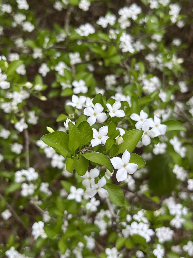 Randia truncata