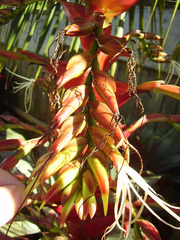 Alcantarea imperialis