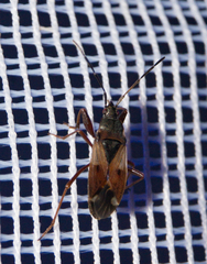 Eremocoris abietis