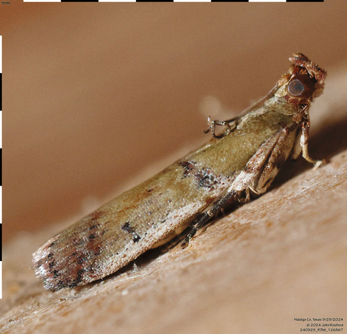 Palm Bud Moth photo 4