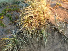 Spinifex