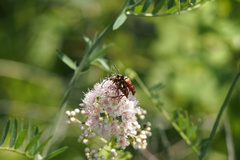 Typocerus velutinus