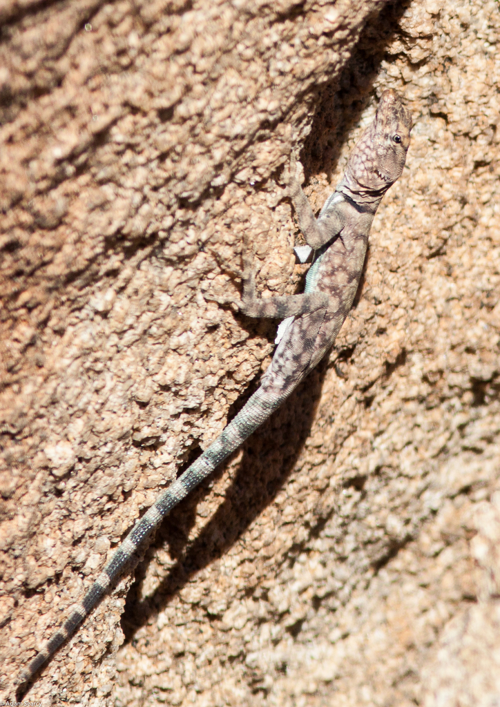 Banded Rock Lizard