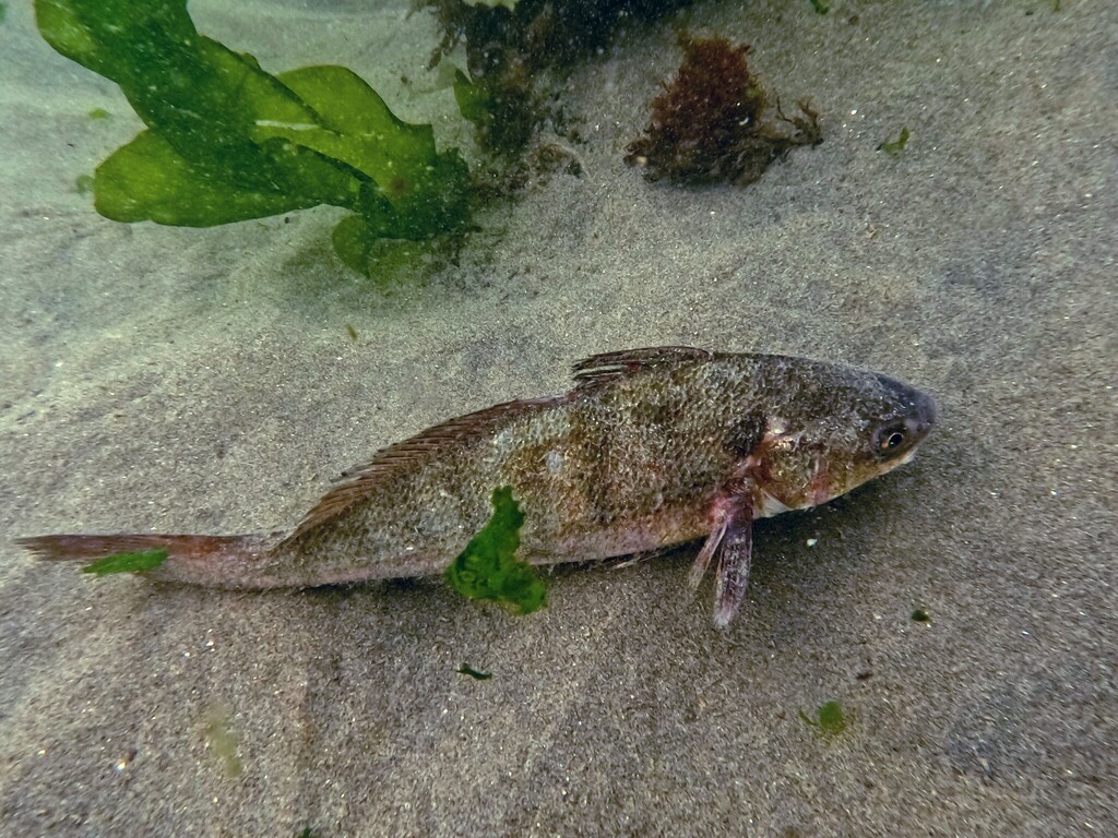 Peruvian banded croaker (Paralonchurus peruanus) — Sciaenidae