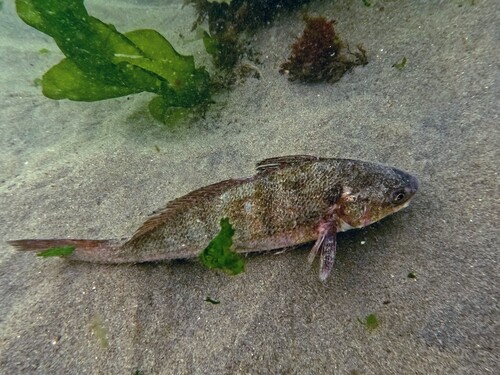 Peruaanse baarddrum (Paralonchurus peruanus) — Sciaenidae