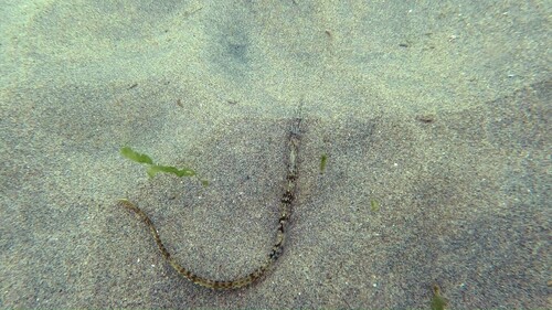 Bay pipefish (Syngnathus macrobrachium) — Syngnathidae